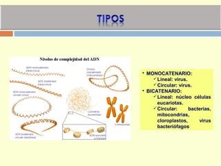  MONOCATENARIO:
Lineal: virus.
Circular: virus.
 BICATENARIO:
Lineal: núcleo células
eucariotas.
Circular: bacterias,
mitocondrias,
cloroplastos, virus
bacteriófagos
 