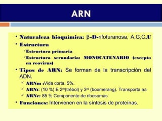  Naturaleza bioquímica: β-D-rifofuranosa, A,G,C,U
 Estructura
Estructura primaria
Estructura secundaria: MONOCATENARIO (excepto
en reovirus)
 Tipos de ARN: Se forman de la transcripción del
ADN.
 ARNm :Vida corta. 5%.
 ARNt: (10 %) E 2aria
(trébol) y 3aria
(boomerang). Transporta aa
 ARNr: 85 % Componente de ribosomas
 Funciones: Intervienen en la síntesis de proteínas.
 