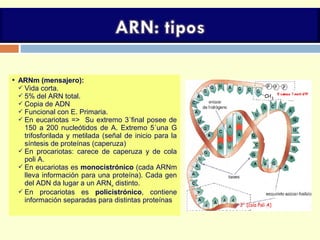  ARNm (mensajero):
 Vida corta.
 5% del ARN total.
 Copia de ADN
 Funcional con E. Primaria.
 En eucariotas => Su extremo 3´final posee de
150 a 200 nucleótidos de A. Extremo 5´una G
trifosforilada y metilada (señal de inicio para la
síntesis de proteínas (caperuza)
 En procariotas: carece de caperuza y de cola
poli A.
 En eucariotas es monocistrónico (cada ARNm
lleva información para una proteína). Cada gen
del ADN da lugar a un ARNm distinto.
 En procariotas es policistrónico, contiene
información separadas para distintas proteínas
 