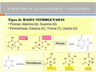 Tipos de BASES NITROGENADAS
 Púricas: Adenina (A), Guanina (G)
 Pirimidínicas: Citosina (C), Timina (T), Uracilo (U)
Púricas:
Pirimidínicas
A G
C T U
 