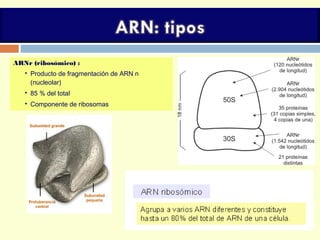 ARNr (ribosómico) :
 Producto de fragmentación de ARN n
(nucleolar)
 85 % del total
 Componente de ribosomas
 