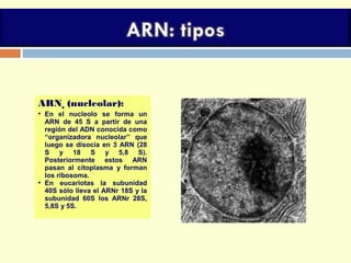 ARNn (nucleolar):
 En el nucleolo se forma un
ARN de 45 S a partir de una
región del ADN conocida como
“organizadora nucleolar” que
luego se disocia en 3 ARN (28
S y 18 S y 5,8 S).
Posteriormente estos ARN
pasan al citoplasma y forman
los ribosoma.
 En eucariotas la subunidad
40S sólo lleva el ARNr 18S y la
subunidad 60S los ARNr 28S,
5,8S y 5S.
 