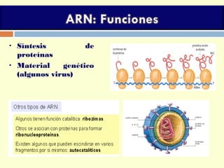  Síntesis de
proteínas
 Material genético
(algunos virus)
 