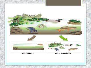 ESTRUCTURA DEL ECOSISTEMA
 