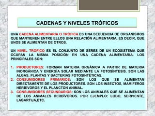 CADENAS Y NIVELES TRÓFICOS
UNA CADENA ALIMENTARIA O TRÓFICA ES UNA SECUENCIA DE ORGANISMOS
QUE MANTIENEN ENTRE ELLOS UNA RELACIÓN ALIMENTARIA, ES DECIR, QUE
UNOS SE ALIMENTAN DE OTROS.
UN NIVEL TRÓFICO ES EL CONJUNTO DE SERES DE UN ECOSISTEMA QUE
OCUPAN LA MISMA POSICIÓN EN UNA CADENA ALIMENTARIA. LOS
PRINCIPALES SON:
1. PRODUCTORES: FORMAN MATERIA ORGÁNICA A PARTIR DE MATERIA
INORGÁNICA Y ENERGÍA SOLAR MEDIANTE LA FOTOSÍNTESIS. SON LAS
ALGAS, PLANTAS Y BACTERIAS FOTOSINTÉTICAS.
2. CONSUMIDORES PRIMARIOS: SON LOS QUE SE ALIMENTAN
DIRECTAMENTE DE LOS PRODUCTORES. SON LOS INSECTOS, MAMÍFEROS
HERBÍVOROS Y EL PLANCTON ANIMAL.
3. CONSUMIDORES SECUNDARIOS: SON LOS ANIMALES QUE SE ALIMENTAN
DE LOS ANIMALES HERBÍVOROS. POR EJEMPLO: LOBO, SERPIENTE,
LAGARTIJA,ETC.
 