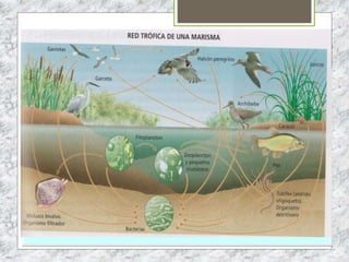 EL APARATO REPRODUCTOR FEMENINO
 