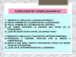 EJERCICIOS DE CONSOLIDACIÓN S1
1. OBSERVA EL DIBUJO DE LA PÁGINA ANTERIOR Y:
A) PON EL NOMBRE DE 3 ELEMENTOS DE LA BIOCENOSIS.
B) PON EL NOMBRE DE 3 ELEMENTOS DEL BIOTOPO.
C) ¿DE DONDE PROVIENE LA ENERGÍA QUE ENTRA EN EL
ECOSISTEMA?
D) ¿QUÉ RELACIÓN EXISTE ENTRE LOS SERES VIVOS?
2. OBSERVA EL DIBUJO DE LA DIAPOSITIVA ANTERIOR (MARISMA):
A) ESTABLECE 2 CADENAS TRÓFICAS CON AL MENOS 4
COMPONENTES.
B) INDICA A QUÉ NIVEL TRÓFICO PERTENECEN TODOS LOS SERES
VIVOS DEL ECOSISTEMA.
C) ¿CUÁL ES EL SUPERPREDADOR DE LA MARISMA?
 