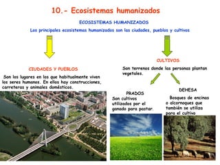 03/08/15 12
ECOSISTEMAS HUMANIZADOS
Los principales ecosistemas humanizados son las ciudades, pueblos y cultivos
CIUDADES Y PUEBLOS
Son los lugares en los que habitualmente viven
los seres humanos. En ellos hay construcciones,
carreteras y animales domésticos.
CULTIVOS
Son terrenos donde las personas plantan
vegetales.
PRADOS
Son cultivos
utilizados por el
ganado para pastar.
DEHESA
Bosques de encinas
o alcornoques que
también se utiliza
para el cultivo
10.- Ecosistemas humanizados
 