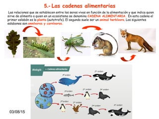 03/08/15 7
5.- Las cadenas alimentarias
Las relaciones que se establecen entre los seres vivos en función de la alimentación y que indica quien
sirve de alimento a quien en un ecosistema se denomina CADENA ALIMENTARIA. En esta cadena el
primer eslabón es la planta (autotrofo). El segundo suele ser un animal herbívoro. Los siguientes
eslabones son omnívoros y carnívoros.
 