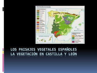 LOS PAISAJES VEGETALES ESPAÑOLES
LA VEGETACIÓN EN CASTILLA Y LEÓN
 