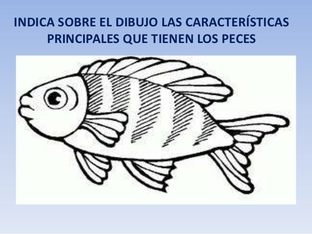 Tema 6 Los Vertebrados