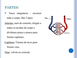 PARTES:
 Vasos sanguíneos : recorren
todo o corpo. Hai 3 tipos:
Arterias: saen do corazón, chegan a
todos os tecidos do corpo e
divídense pouco a pouco para
formar capilares.
Capilares: Únense de novo para
formar veas.
Veas: volven ao corazón.
 