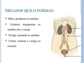 ÓRGANOS QUE O FORMAN:
 Riles: producen os ouriños.
 Uréteres: transportan os
ouriños ata a vexiga
 Vexiga: acumula os ouriños.
 Uretra: conecta a vexiga co
exterior.
 