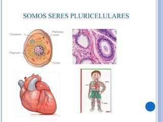 SOMOS SERES PLURICELULARES
 