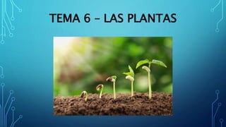 TEMA 6 – LAS PLANTAS
 