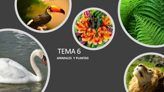 TEMA 6
ANIMALES Y PLANTAS
 