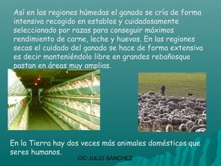 Así en las regiones húmedas el ganado se cría de forma
intensiva recogido en establos y cuidadosamente
seleccionado por razas para conseguir máximos
rendimiento de carne, leche y huevos. En las regiones
secas el cuidado del ganado se hace de forma extensiva
es decir manteniéndolo libre en grandes rebañosque
pastan en áreas muy amplias.




En la Tierra hay dos veces más animales domésticos que
seres humanos.
                   CIC JULIO SÁNCHEZ
 