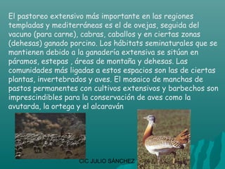 El pastoreo extensivo más importante en las regiones
templadas y mediterráneas es el de ovejas, seguida del
vacuno (para carne), cabras, caballos y en ciertas zonas
(dehesas) ganado porcino. Los hábitats seminaturales que se
mantienen debido a la ganadería extensiva se sitúan en
páramos, estepas , áreas de montaña y dehesas. Las
comunidades más ligadas a estos espacios son las de ciertas
plantas, invertebrados y aves. El mosaico de manchas de
pastos permanentes con cultivos extensivos y barbechos son
imprescindibles para la conservación de aves como la
avutarda, la ortega y el alcaraván




                   CIC JULIO SÁNCHEZ
 