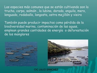 Las especies más comunes que se están cultivando son la
trucha, carpa, salmón , la lubina, dorada, anguila, mero,
lenguado, rodaballo, langosta, ostra mejillón y vieira

También puede producir impactos como pérdida de la
biodiversidad marina, contaminación de las aguas,
emplean grandes cantidades de energía o deforestación
de los manglares




                    CIC JULIO SÁNCHEZ
 