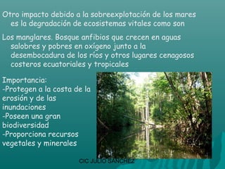 Otro impacto debido a la sobreexplotación de los mares
  es la degradación de ecosistemas vitales como son
Los manglares. Bosque anfibios que crecen en aguas
  salobres y pobres en oxígeno junto a la
  desembocadura de los ríos y otros lugares cenagosos
  costeros ecuatoriales y tropicales

Importancia:
-Protegen a la costa de la
erosión y de las
inundaciones
-Poseen una gran
biodiversidad
-Proporciona recursos
vegetales y minerales

                      CIC JULIO SÁNCHEZ
 