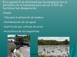 En la agenda 21 se determinó que los manglares son un
patrimonio de la humanidad pero aún así el 50% de
hectáreas han desaparecido
Causas:
-Tala para la obtención de madera
-Contaminación de las aguas
-Sustitución por cultivos de arroz
-Acuicultura de los langostinos




                    CIC JULIO SÁNCHEZ
 