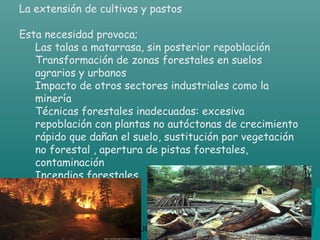 La extensión de cultivos y pastos

Esta necesidad provoca;
   Las talas a matarrasa, sin posterior repoblación
   Transformación de zonas forestales en suelos
   agrarios y urbanos
   Impacto de otros sectores industriales como la
   minería
   Técnicas forestales inadecuadas: excesiva
   repoblación con plantas no autóctonas de crecimiento
   rápido que dañan el suelo, sustitución por vegetación
   no forestal , apertura de pistas forestales,
   contaminación
   Incendios forestales



                  CIC JULIO SÁNCHEZ
 