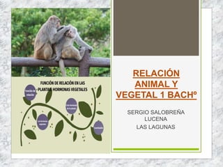 RELACIÓN
ANIMAL Y
VEGETAL 1 BACHº
SERGIO SALOBREÑA
LUCENA
LAS LAGUNAS
 