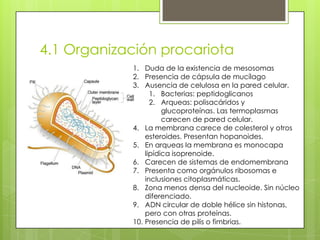 4.1 Organización procariota
1. Duda de la existencia de mesosomas
2. Presencia de cápsula de mucílago
3. Ausencia de celulosa en la pared celular.
1. Bacterias: peptidoglicanos
2. Arqueas: polisacáridos y
glucoproteínas. Las termoplasmas
carecen de pared celular.
4. La membrana carece de colesterol y otros
esteroides. Presentan hopanoides.
5. En arqueas la membrana es monocapa
lipídica isoprenoide.
6. Carecen de sistemas de endomembrana
7. Presenta como orgánulos ribosomas e
inclusiones citoplasmáticas.
8. Zona menos densa del nucleoide. Sin núcleo
diferenciado.
9. ADN circular de doble hélice sin histonas,
pero con otras proteínas.
10. Presencia de pilis o fimbrias.

 
