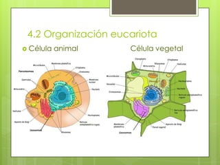 4.2 Organización eucariota
 Célula

Peroxisomas

Lisosomas

animal

Célula vegetal

 