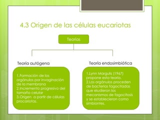 4.3 Origen de las células eucariotas
Teorías

Teoría autógena
1.Formación de los
orgánulos por invaginación
de la membrana
2.Incremento progresivo del
tamaño celular
3.Origen a partir de células
procariotas.

Teoría endosimbiótica
1.Lynn Margulis (1967)
propone esta teoría.
2.Los orgánulos proceden
de bacterias fagocitadas
que eludieron los
mecanismos de fagocitosis
y se establecieron como
simbiontes.

 