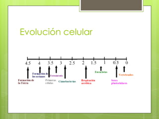 Evolución celular

 