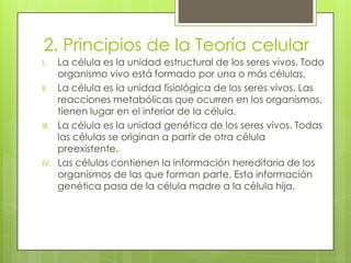 2. Principios de la Teoría celular
I.

II.

III.

IV.

La célula es la unidad estructural de los seres vivos. Todo
organismo vivo está formado por una o más células.
La célula es la unidad fisiológica de los seres vivos. Las
reacciones metabólicas que ocurren en los organismos,
tienen lugar en el interior de la célula.
La célula es la unidad genética de los seres vivos. Todas
las células se originan a partir de otra célula
preexistente.
Las células contienen la información hereditaria de los
organismos de las que forman parte. Esta información
genética pasa de la célula madre a la célula hija.

 