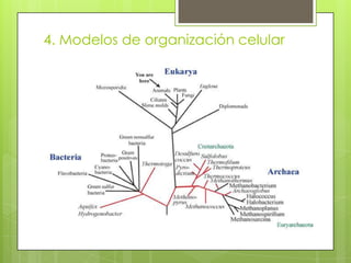 4. Modelos de organización celular

 
