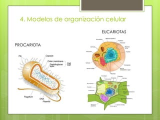 4. Modelos de organización celular
EUCARIOTAS
PROCARIOTA

 