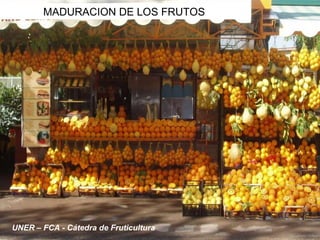 MADURACION DE LOS FRUTOS UNER – FCA - Cátedra de Fruticultura 