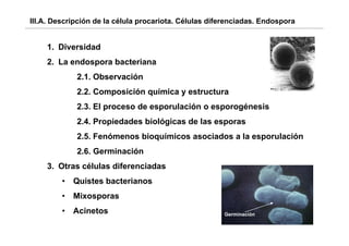 III.A. Descripción de la célula procariota. Células diferenciadas. Endospora


    1. Diversidad
    2. La endospora bacteriana
             2.1. Observación
             2.2. Composición química y estructura
                     p        q
             2.3. El proceso de esporulación o esporogénesis
             2.4.
             2 4 Propiedades biológicas de las esporas
             2.5. Fenómenos bioquímicos asociados a la esporulación
             2.6.
             2 6 Germinación
    3. Otras células diferenciadas
         •   Quistes b t i
             Q i t bacterianos
         •   Mixosporas
         •   Acinetos                                  Germinación
                                                                               1
 