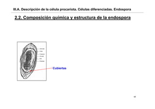 III.A. Descripción de la célula procariota. Células diferenciadas. Endospora

2.2.
2 2 Composición química y estructura de la endospora




                         Cubiertas




                                                                               17
 
