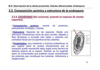 III.A. Descripción de la célula procariota. Células diferenciadas. Endospora

2.2.
2 2 Composición química y estructura de la endospora

   2.2.4. EXOSPORIO (No universal; ausente en esporas de ciertas
   especies).
          i )

    Composición       química:      mezcla   de   proteínas,
   polisacáridos complejos, y lípidos.
     Estructura: Depende de las especies. Desde una
   estructura membranosa como de saco cerrado delgado y
                                             cerrado,
   flojo (B.cereus) a envuelta más rígida y estrecha con
   contactos físicos con la superficie de las cubiertas.
     Propiedades: muy resistente a enzimas proteolíticas, l
     P    i d d            i t t        i        t líti   lo
   que sugiere (pero no prueba directamente) que el
   exosporio puede representar algún papel como barrera de
   defensa externa de la espora También se ha sugerido
                           espora.
   (pero no comprobado) que pudieran actuar concentrando
   las proteínas que constituyen las cubiertas. Adherencia y
   antigenicidad.
   antigenicidad
                                                                               20
 