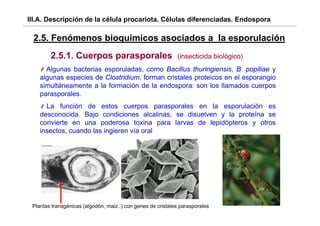III.A. Descripción de la célula procariota. Células diferenciadas. Endospora

 2.5. Fenómenos bi
 25 F ó         bioquímicos asociados a la esporulación
                     í i        i d     l        l ió
        2.5.1. Cuerpos parasporales                          (insecticida biológico)
      Algunas bacterias esporuladas, como Bacillus thuringiensis, B. popiliae y
    algunas especies de Clostridium, forman cristales proteicos en el esporangio
    simultáneamente a la formación de la endospora: son los llamados cuerpos
    parasporales.
      La función de estos cuerpos parasporales en la esporulación es
    desconocida.
    desconocida Bajo condiciones alcalinas se dis el en y la proteína se
                                       alcalinas, disuelven
    convierte en una poderosa toxina para larvas de lepidópteros y otros
    insectos, cuando las ingieren vía oral




                                                                                       26
 Plantas transgénicas (algodón, maiz..) con genes de cristales parasporales
 