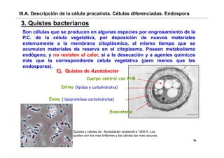 III.A. Descripción de la célula procariota. Células diferenciadas. Endospora

3. Quistes bacterianos
 Son células que se producen en algunas especies por engrosamiento de la
 P.C. de la célula vegetativa, por deposición de nuevos materiales
 externamente a la membrana citoplásmica al mismo tiempo que se
                                 citoplásmica,
 acumulan materiales de reserva en el citoplasma. Poseen metabolismo
 endógeno, y no resisten al calor, si a la desecación y a agentes químicos
 más que la correspondiente célula vegetativa (pero menos que las
 endosporas).
               Ej. Quistes de Azotobacter
                                   Cuerpo central con PHB

                   Intina (lípidos y carbohidratos)

             Exina ( lipoproteínas-carbohidratos)

                                                    Exocistorio



                          Qu s es células
                          Quistes y cé u as de Azotobacter vinelandii a 1000 X. Los
                                                   o obac e     ea d       000     os
                          quistes son los mas brillantes y las células las mas oscuras.
                                                                                          34
 