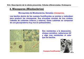 III.A. Descripción de la célula procariota. Células diferenciadas. Endospora

  4.
  4 Mixosporas (Mixobacterias)
             Microquistes de Mixobacterias, llamados mixosporas.
   Los bacilos dentro de los cuerpos fructificantes se acortan y redondean
   para producir las mixosporas. Sus envueltas constan de una corteza,
   rodeada de cubiertas (interna y externa). Estas cubiertas se componen
   de una glucoproteína muy rica en polisacáridos
                                    polisacáridos.



                                         Son resistentes a la desecación,
                                         choque osmótico, radiaciones UV
                                         y algo mas resistentes al calor
                                             g
                                         que los bacilos.




                                          Cuerpos fructificantes
                                                                               35
 