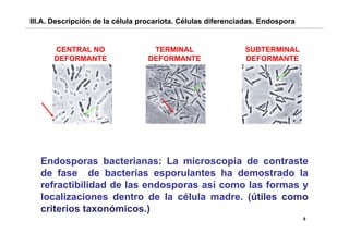 III.A. Descripción de la célula procariota. Células diferenciadas. Endospora


      CENTRAL NO                  TERMINAL                   SUBTERMINAL
      DEFORMANTE                 DEFORMANTE                  DEFORMANTE




   Endosporas bacterianas: La microscopia de contraste
   de fase de bacterias esporulantes ha demostrado la
   refractibilidad de las endosporas así como las formas y
   localizaciones dentro de la célula madre. (útiles como
   criterios ta onómicos )
             taxonómicos.)
                                                                               8
 