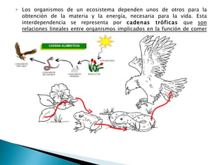 Los organismos de un ecosistema dependen unos de otros para la obtención de la materia y la energía, necesaria para la vida. Esta interdependencia se representa por  cadenas tróficas  que  son relaciones lineales entre organismos implicados en la función de comer o ser comido . 