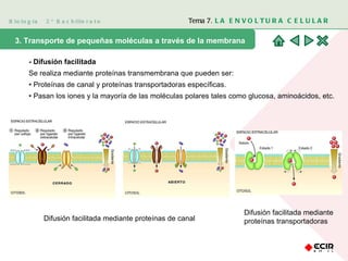 Biología  2º Bachillerato Tema 7.  LA ENVOLTURA CELULAR 3. Transporte de pequeñas moléculas a través de la membrana  - Difusión facilitada Se realiza mediante proteínas transmembrana que pueden ser: •  Proteínas de canal y proteínas transportadoras específicas. •  Pasan los iones y la mayoría de las moléculas polares tales como glucosa, aminoácidos, etc. Difusión facilitada mediante proteínas de canal Difusión facilitada mediante proteínas transportadoras 