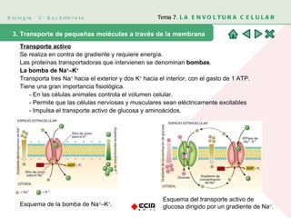 Biología  2º Bachillerato Tema 7.  LA ENVOLTURA CELULAR 3. Transporte de pequeñas moléculas a través de la membrana  Transporte activo Se realiza en contra de gradiente y requiere energía.  Las proteínas transportadoras que intervienen se denominan  bombas .  La bomba de Na + –K + Transporta tres Na +  hacia el exterior y dos K +  hacia el interior, con el gasto de 1 ATP. Tiene una gran importancia fisiológica.  - En las células animales controla el volumen celular.  - Permite que las células nerviosas y musculares sean eléctricamente excitables - Impulsa el transporte activo de glucosa y aminoácidos. Esquema de la bomba de Na + –K + . Esquema del transporte activo de glucosa dirigido por un gradiente de Na + . 