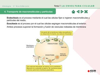 Biología  2º Bachillerato Tema 7.  LA ENVOLTURA CELULAR 4. Transporte de macromoléculas y partículas Endocitosis  es el proceso mediante el cual las células fijan e ingieren macromoléculas y partículas del medio.  Exocitosis  es el proceso por el cual las células segregan macromoléculas al exterior.  Ambos procesos suponen la formación y fusión de vesículas rodeadas de membrana 