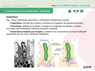 Biología  2º Bachillerato Tema 7.  LA ENVOLTURA CELULAR 4. Transporte de macromoléculas y partículas Endocitosis Hay 3 tipos: fagocitosis, pinocitosis y endocitosis mediada por receptor. •  Fagocitosis , (comida de la célula), consiste en la ingestión de grandes partículas. •  Pinocitosis , (bebida de la célula), consiste en la ingestión de líquidos y solutos (incluidas macromoléculas) mediante pequeñas vesículas. •  Endocitosis mediada por receptor,  consiste en la incorporación de macromoléculas específicas que se unen a proteínas receptoras. 