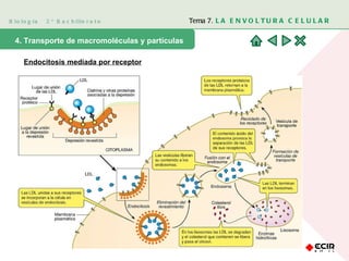Biología  2º Bachillerato Tema 7.  LA ENVOLTURA CELULAR 4. Transporte de macromoléculas y partículas Endocitosis mediada por receptor 