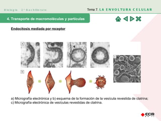Biología  2º Bachillerato Tema 7.  LA ENVOLTURA CELULAR 4. Transporte de macromoléculas y partículas Endocitosis mediada por receptor a) Micrografía electrónica y b) esquema de la formación de la vesícula revestida de clatrina; c) Micrografía electrónica de vesículas revestidas de clatrina. 