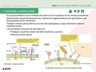 Biología  2º Bachillerato Tema 7.  LA ENVOLTURA CELULAR 5. Glicocáliz o cubierta celular Es la zona periférica rica en hidratos de carbono de la superficie de las células eucarióticas.  Está formado mayoritariamente por las cadenas de oligosacáridos de los glicolípidos y de las glicoproteínas de membrana. También contiene glicoproteínas que han sido segregadas y luego adsorbidas sobre la superficie celular. Las principales funciones del glicocáliz son: •  Protege la superficie celular del daño mecánico y químico. •  Reconocimiento celular. Glicocáliz o cubierta celular El glicocáliz interviene en el reconocimiento celular 